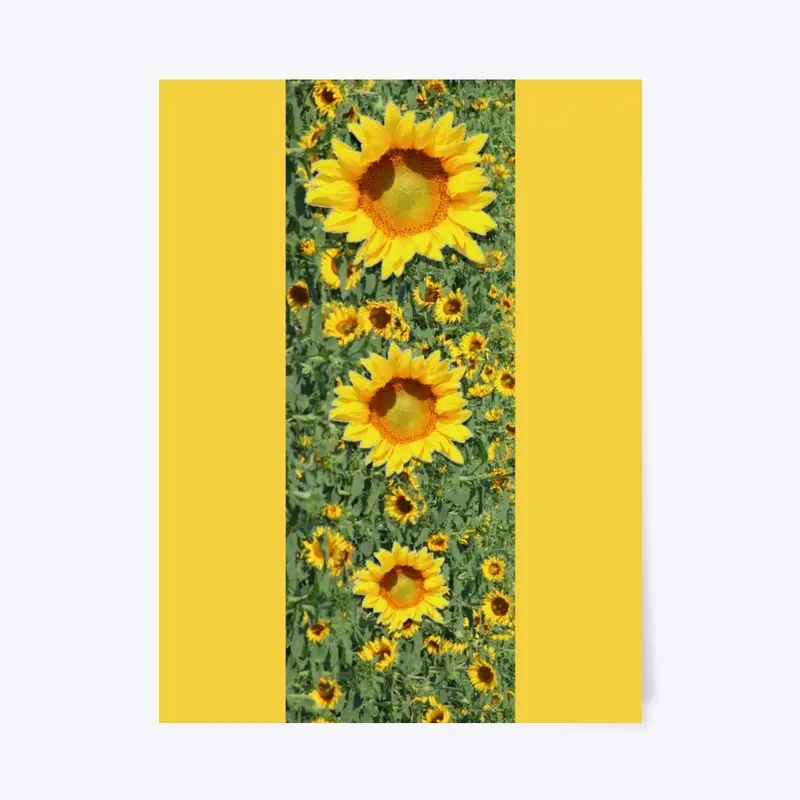 North Dakota Sunflowers