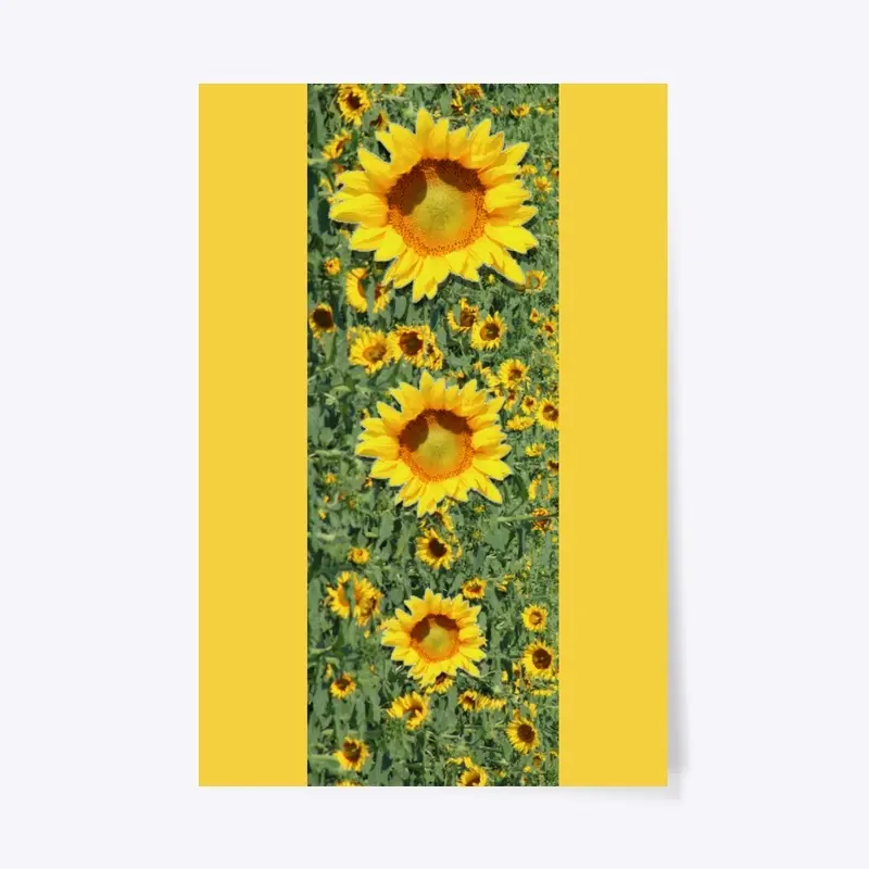 North Dakota Sunflowers