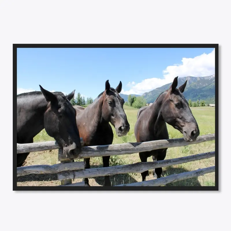 Horses Jackson Hole, Wyoming 